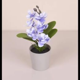 Διακοσμητική Ορχιδέα σε Γλαστράκι – Μωβ Λουλούδι, Υψηλής Ποιότητας